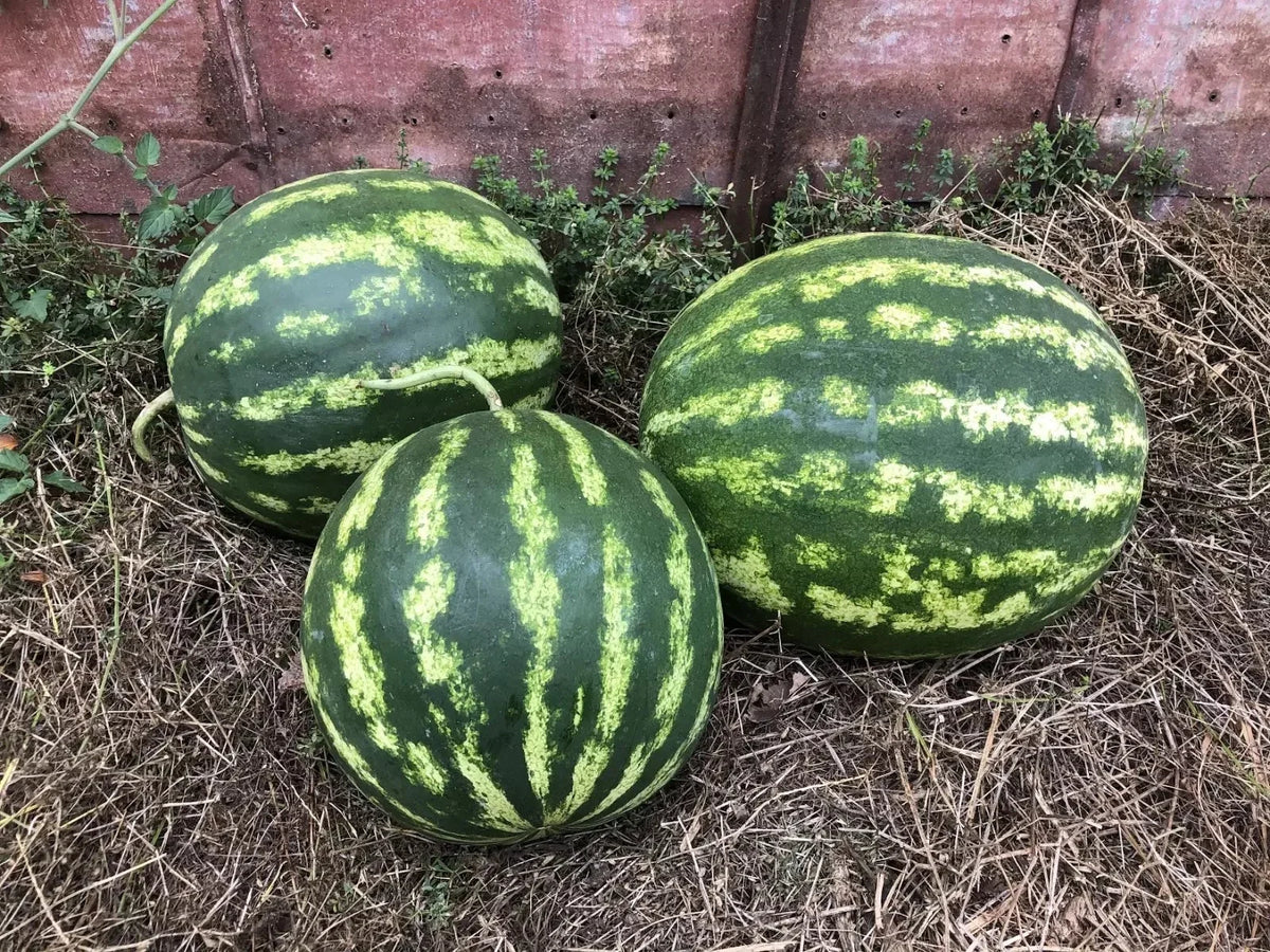 Crimson Sweet Watermelon Seeds - 25+ Organic Heirloom Seeds - Citrullus lanatus - Non-GMO, Sweet Red Melons for Home Gardening