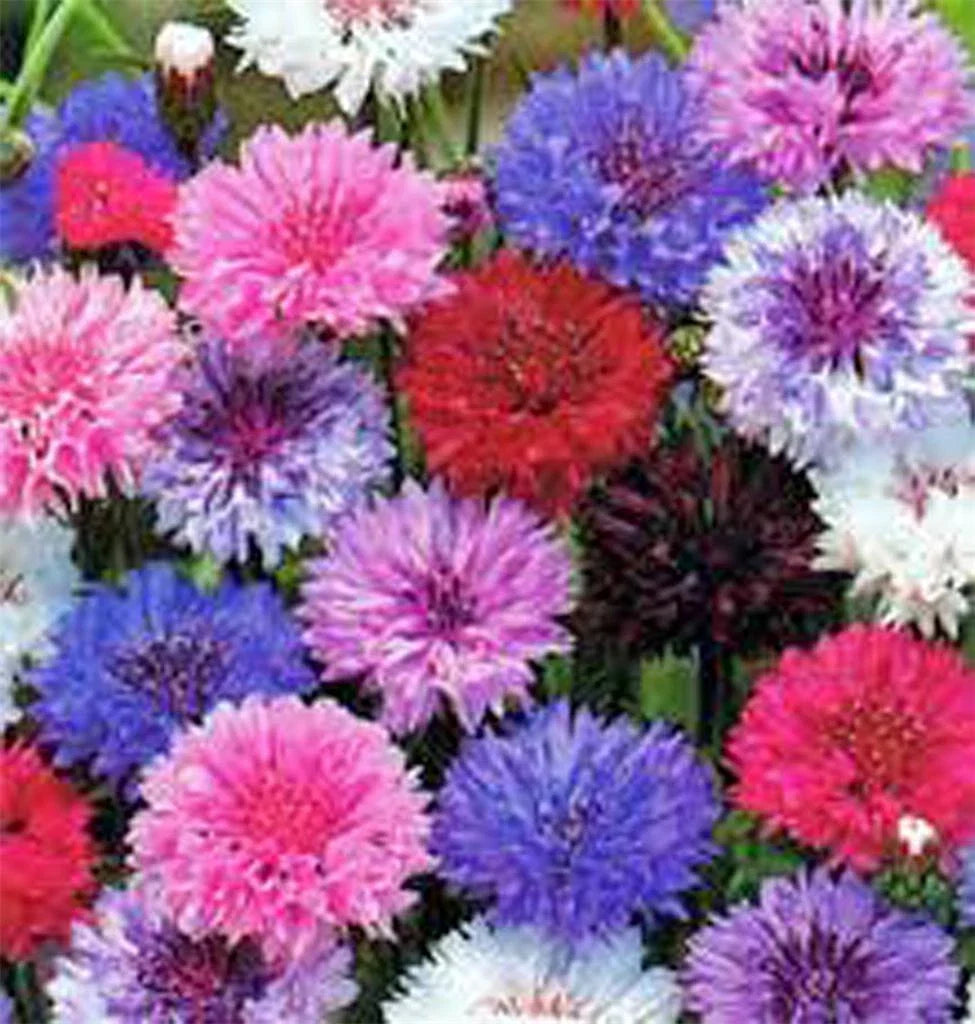 Dwarf Bachelor Button Seeds, 50 Count, Polka Dot Mix, Centaurea cyanus, Colorful Annual Flower Seeds for Garden
