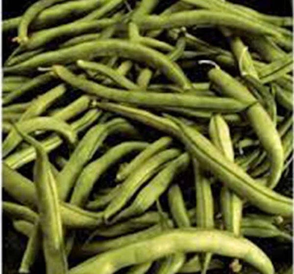 Heirloom Bean Seeds - 50+ Commodore Bush Green Beans, Non-GMO, Organic, Phaseolus vulgaris for Home Gardening