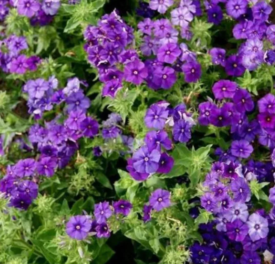 Phlox Seeds - 100 Non-GMO Beauty Blue Dwarf - Rare Blue Blooms, Pollinator Attractor (Phlox subulata)