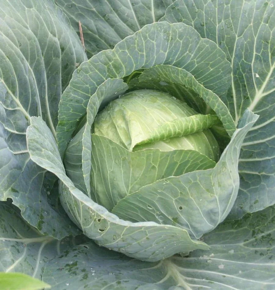 Danish Ballhead Cabbage Seeds - 100 Fresh Vegetable Seeds - Brassica oleracea var. capitata - Ideal for Home Gardeners
