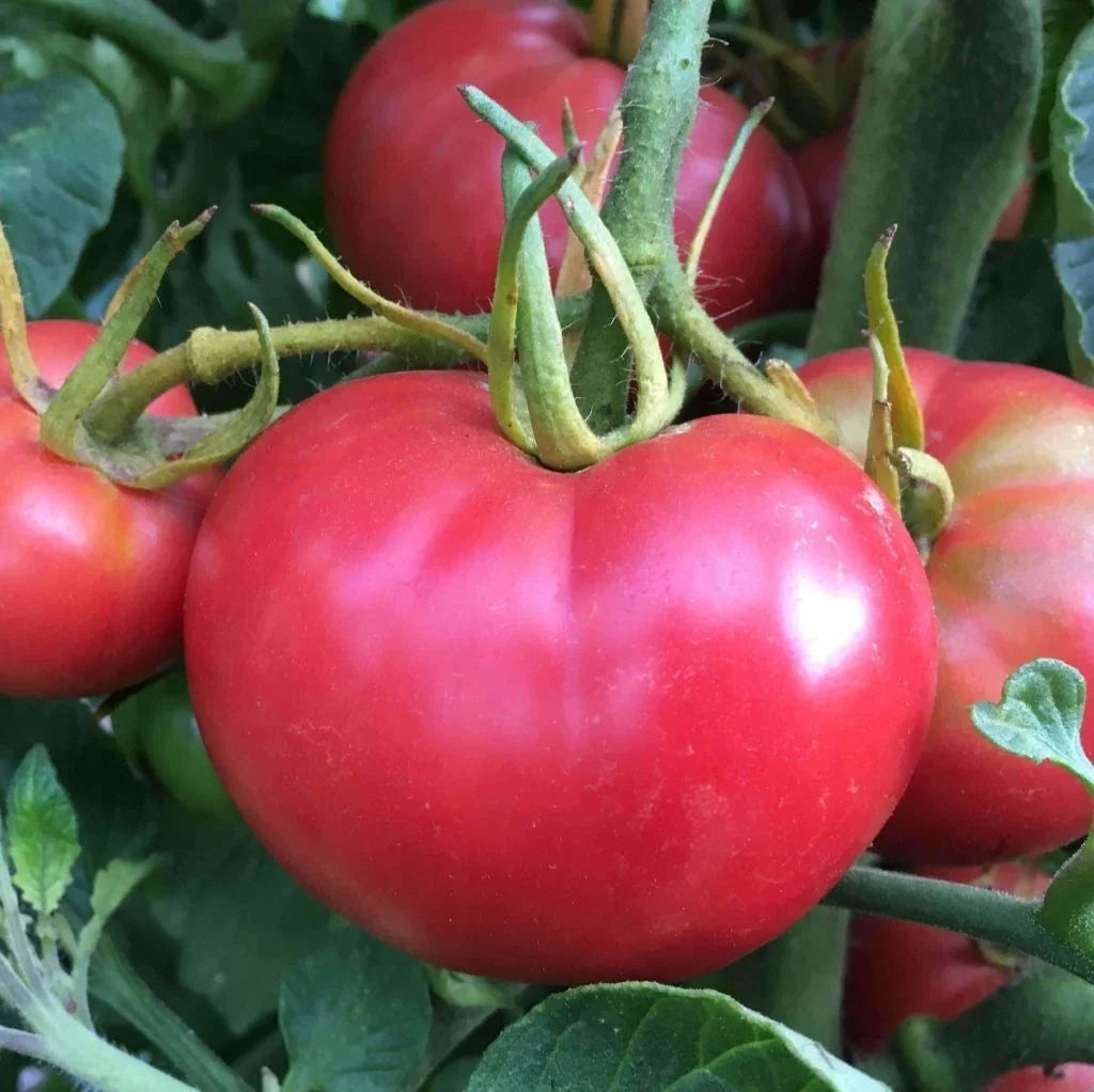 Tomato Seeds 100 Count - Bradley Pink Variety - Dark-Pink Fruit - Solanum lycopersicum - Compact Bushy Growth