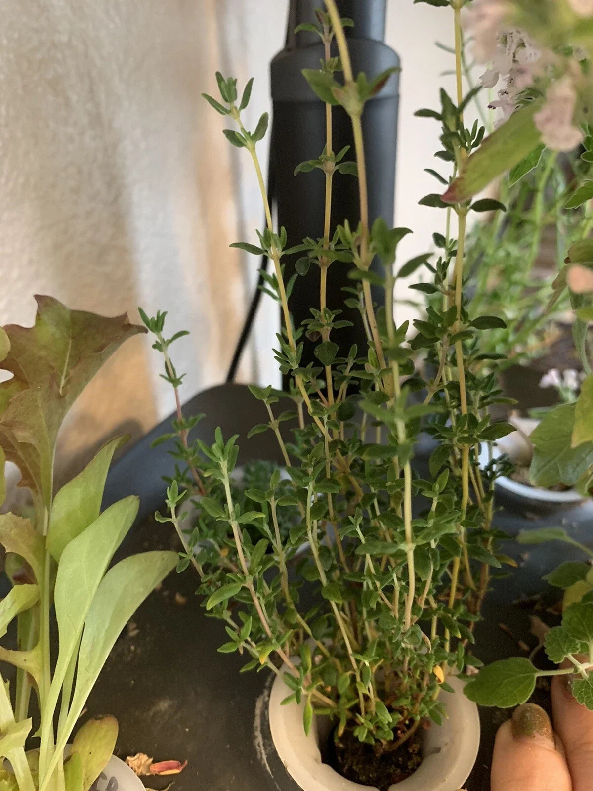 Thyme Heirloom Seeds - 100 Organic Non-GMO Culinary Herb - Thymus vulgaris - Medicinal Garden Herb