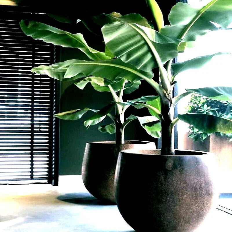 Dwarf Cavendish Banana Tree Seeds 10 Pack - Musa acuminata - Tropical Fruit Plant Seeds for Home Garden