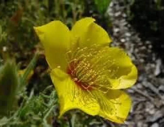 Yellow Blazing Star Seeds - 100 Fresh Seeds, Mentzelia lindleyi, Bright Yellow Wildflower for Pollinator Gardens