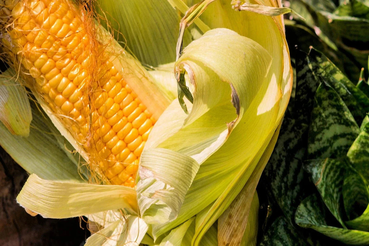 Bantam Sweet Corn Seeds - Heirloom Non-GMO Variety - Zea mays - Ideal for Home Garden Planting - Compact Growth Habit