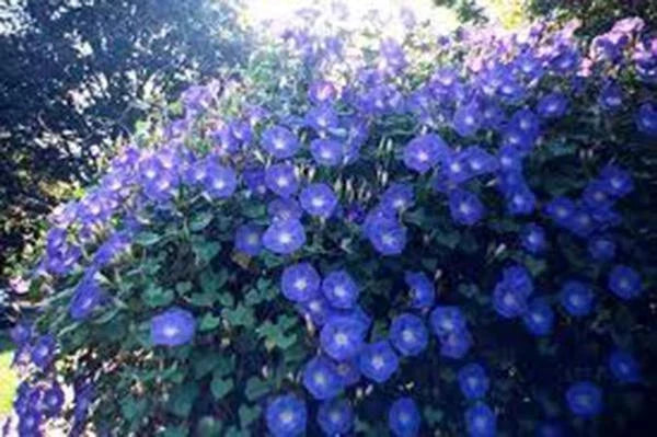 Morning Glory Seeds 100 Count Heavenly Blue Ipomoea tricolor Crisp Blue Flowers Climbing Vine for Garden