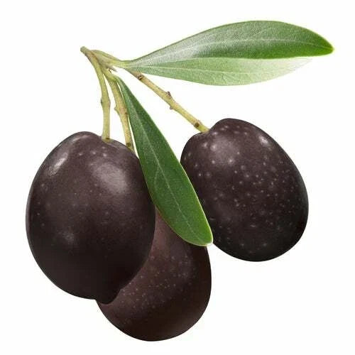 Olive Tree Seeds for Planting | 25 Seeds | Olea europaea | Hardy Mediterranean Variety