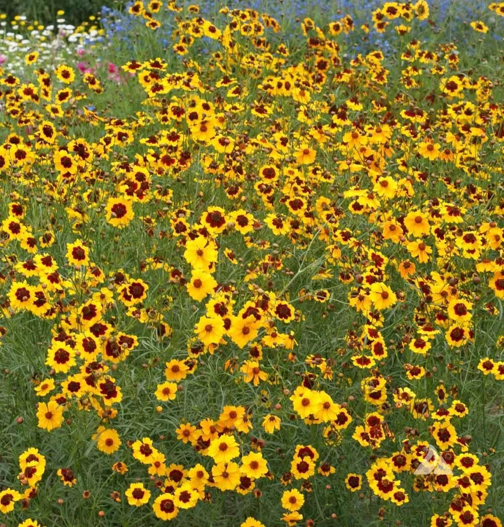 Plains Coreopsis Seeds - 500 Heirloom Wildflower Seeds - Calliopsis tinctoria - Native Pollinator-Friendly Blooms