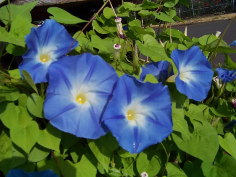 Morning Glory Seeds - 55 Seeds - Heavenly Blue - Ipomoea purpurea - Easy to Grow Garden Vine - Attracts Pollinators