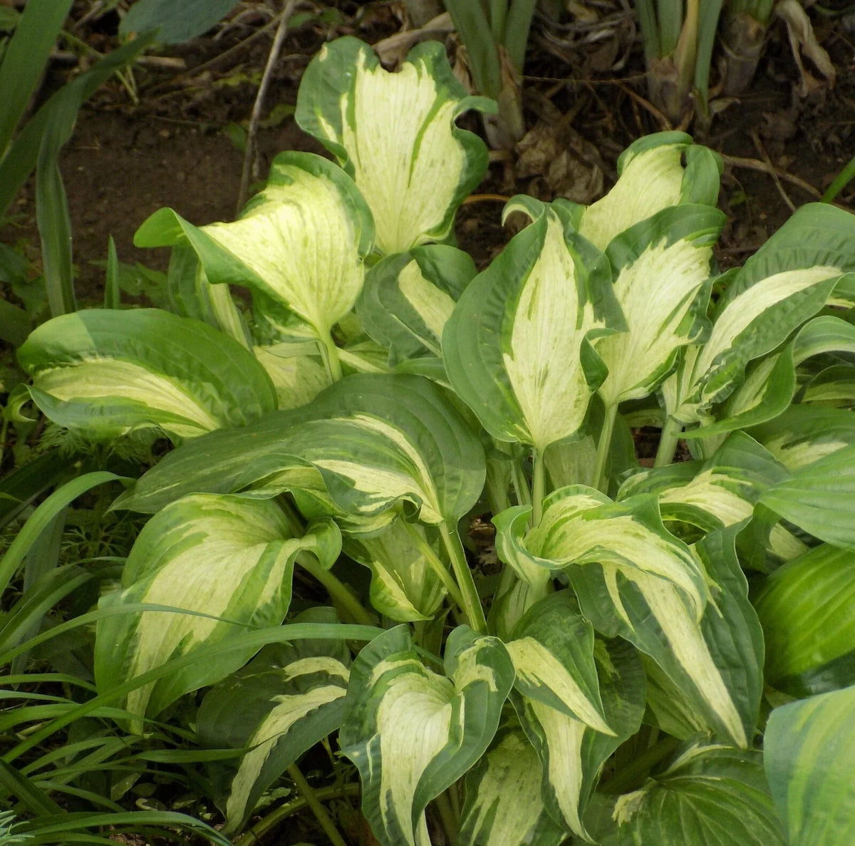 Hosta Plant - 1-Gallon - Allegan Fog Striped Variety - Hosta sieboldiana - Perfect for Shade Gardens