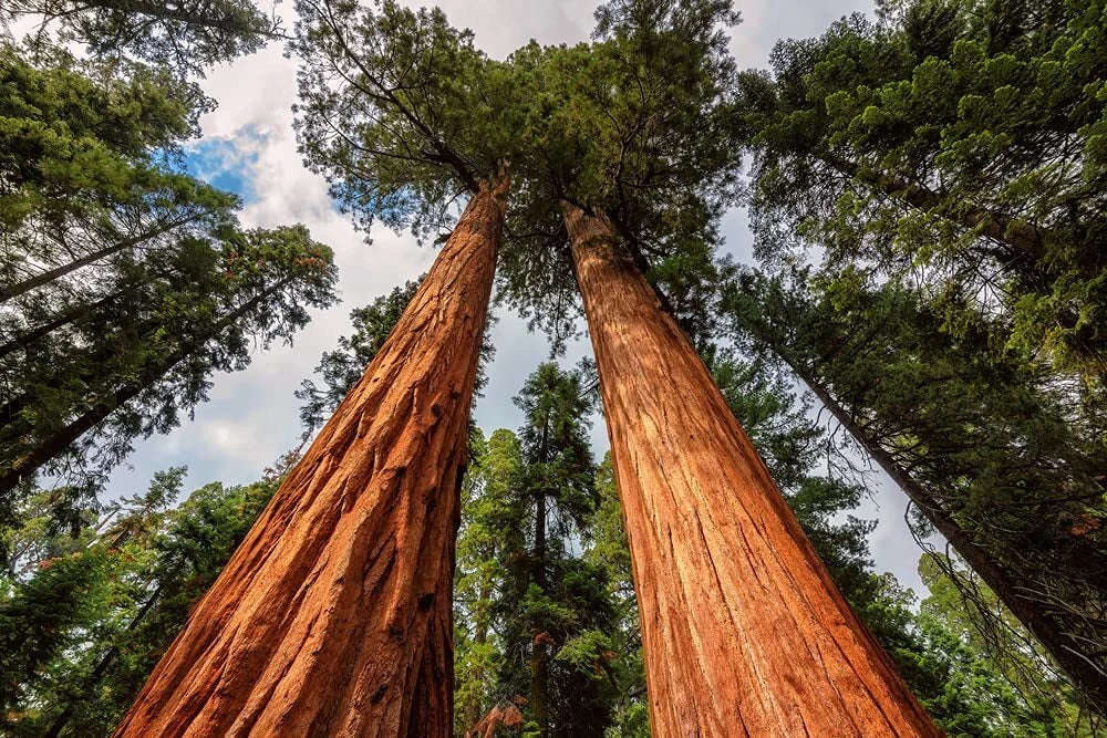 Redwood Sequoia Tree Seeds - 25 Seeds - Sequoiadendron giganteum - Perfect for Bonsai and Landscaping - Ships from USA