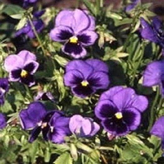 Viola Swiss Giant Ullswater Seeds - 50 Pansy Seeds for Colorful Blooms - Viola tricolor var. hortensis - Non-GMO Garden Seeds