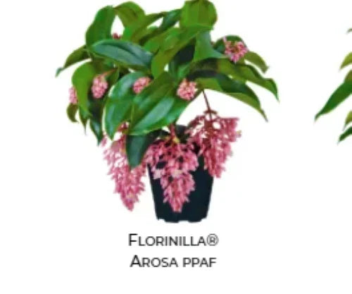 Medinilla Plant Starter 4-Inch AROSA Magnifica Rare Tropical Houseplant Medinilla magnifica Live Rooted Plant