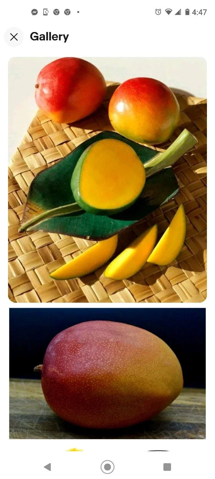 Kent Mango Seeds - 3 Fresh Seeds for Planting, Mangifera indica 'Kent', Sweet Juicy Flavor, Ideal for Full Sun Gardening
