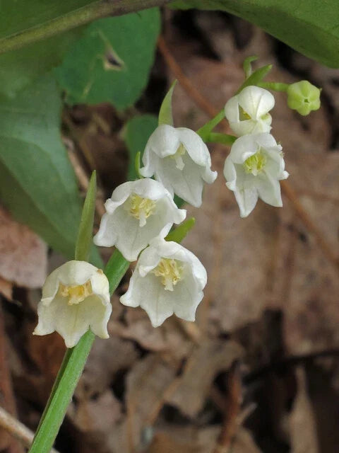 Lily of the Valley Bulbs 5-Pack | White Perennial Flowering Plant | Convallaria Majalis | Fragrant Spring Blooms