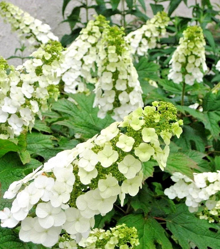 Live Plant 5-6" Snow Queen Oakleaf Hydrangea, Hydrangea quercifolia, White to Pink Flowers, Pollinator Friendly, Low Maintenance