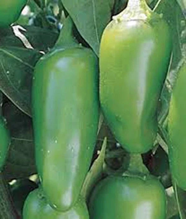 Early Jalapeno Chille Pepper Seeds, 100 Non-GMO Heirloom Seeds, Capsicum annuum for Home Gardening