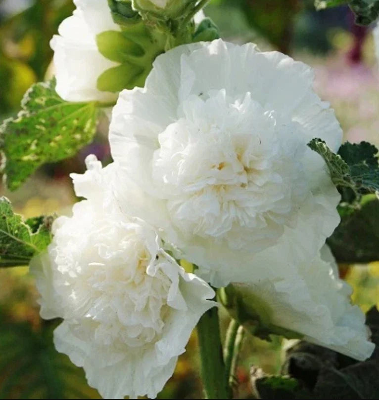 Hollyhock Seeds 25 Count Chater's Double White Peony Alcea rosea Non-GMO Cottage Garden Flowers