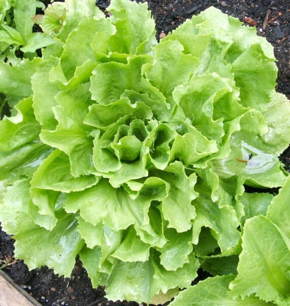 Broadleaf Batavian Endive Seeds - 500+ Organic Cichorium endivia for Home Gardening and Cooking, Non-GMO Escarole Seeds