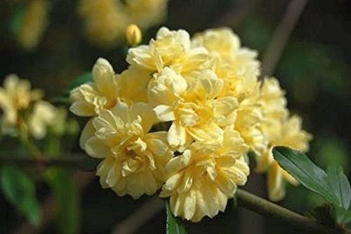 Lady Banks Climbing Rose Bush Plant - 1 Gallon - Yellow Flowers - Heirloom Variety - Rosa banksiae - Fast-Growing, Fragrant