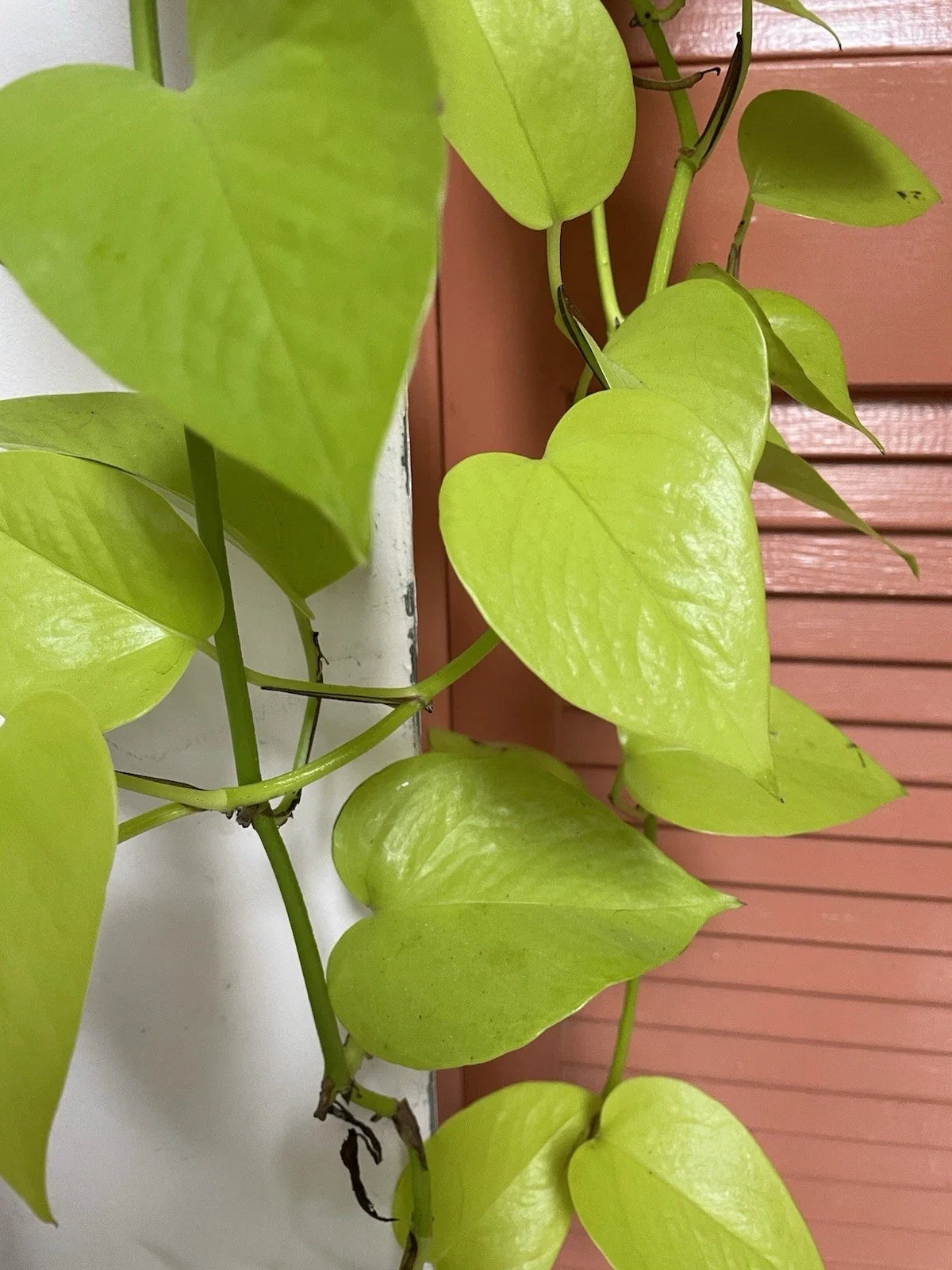 Neon Pothos Cuttings - 4 Fresh Cuttings, Lemon Lime Variety, Epipremnum aureum 'Neon' - Easy Propagation Houseplant