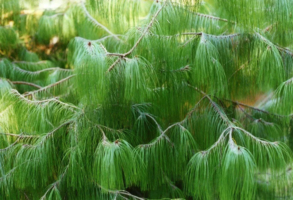 Mexican Yellow Weeping Pine Seeds, 30 Pack, Drought-Resistant Evergreen, Pinus patula for Landscaping and Privacy Screens