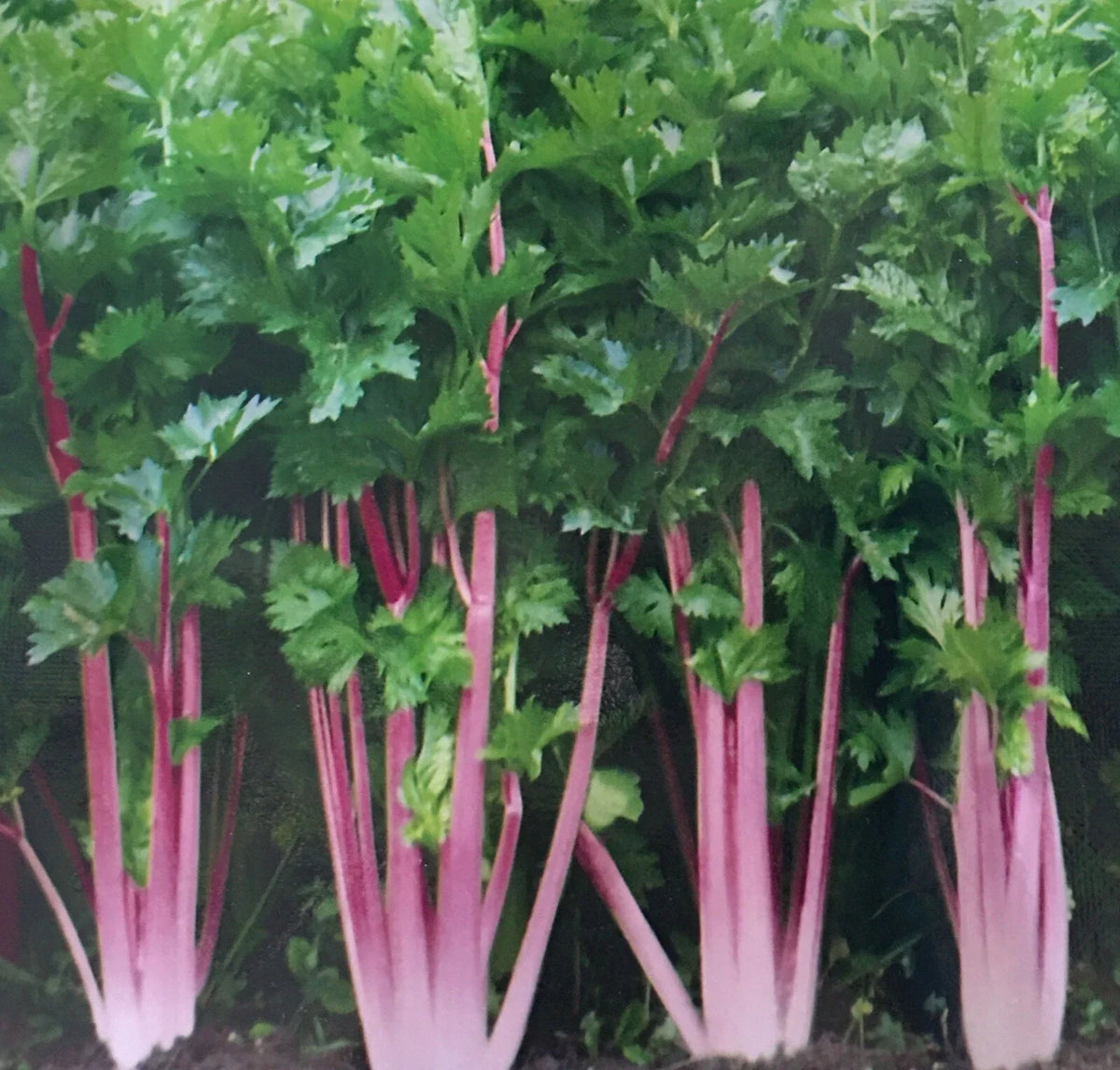 Chinese Pink Celery Seeds - 200+ Count, Rose Celery (Kan-tsai), Apium graveolens var. rapaceum, USA Grown