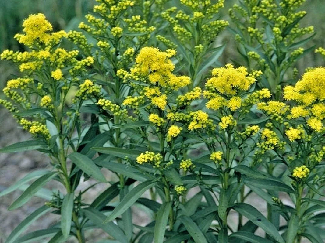 Stiff Goldenrod Seeds - 101+ Pack - Solidago rigida - Drought Tolerant, Pollinator Friendly, Autumn Blooms
