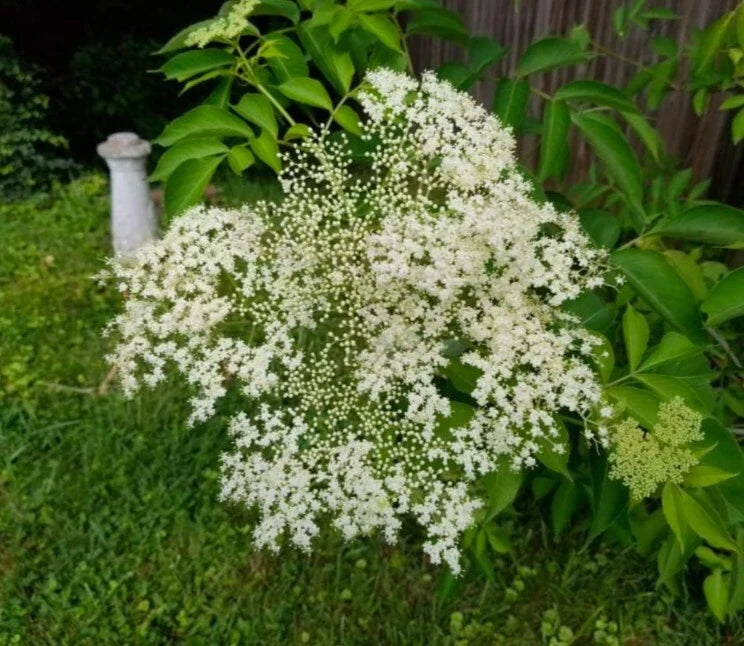 American Elderberry Live Cuttings - 5+ Herbal Berries - Sambucus canadensis - Perennial Shrub for Wildlife & Garden