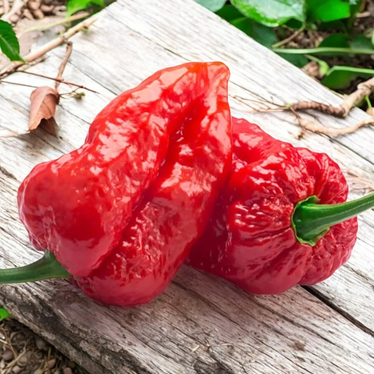 Ghost Pepper Seeds - 50pcs Extremely Hot Chili - Capsicum chinense - Over 1,000,000 SHU Heat Level for Spicy Dishes