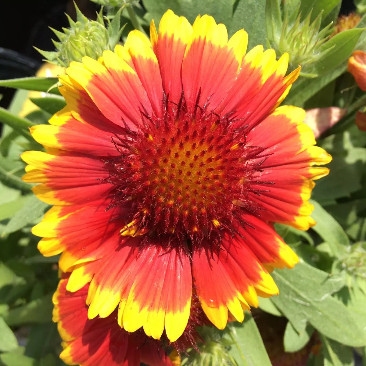 Gaillardia Blanket Flower Seeds - 100+ Perennial Garden Seeds - Gaillardia aristata - USA Seller, Free Shipping
