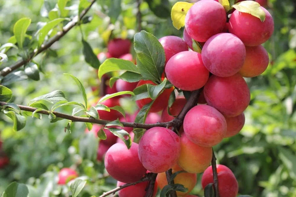 Plum Fruit Tree Seeds - 10 Seeds Prunus Americana - USA Grown for Home Gardening