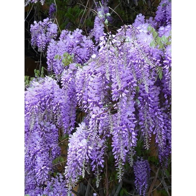 Fresh Lavender Cuttings Bundle of 10 Organic Pieces - Lavandula angustifolia for Gardening and Propagation