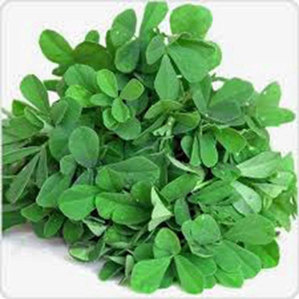 Fenugreek Herb Seeds, 50+ Heirloom Seeds, Non-GMO, Trigonella foenum-graecum - Healthy Culinary & Medicinal Use