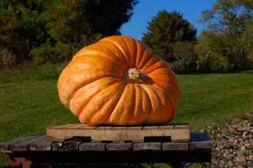 Dill's Atlantic Giant Pumpkin Seeds - 35 Bulk Seeds - High Yield Variety (Cucurbita maxima) - World Record Holder