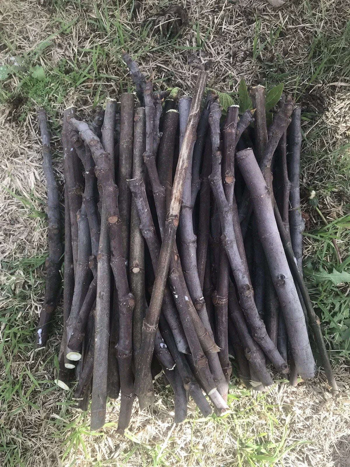 Fig Tree Cuttings - 6 Unrooted Stems for Organic Propagation - Ficus carica - Sweet Fruit Varieties
