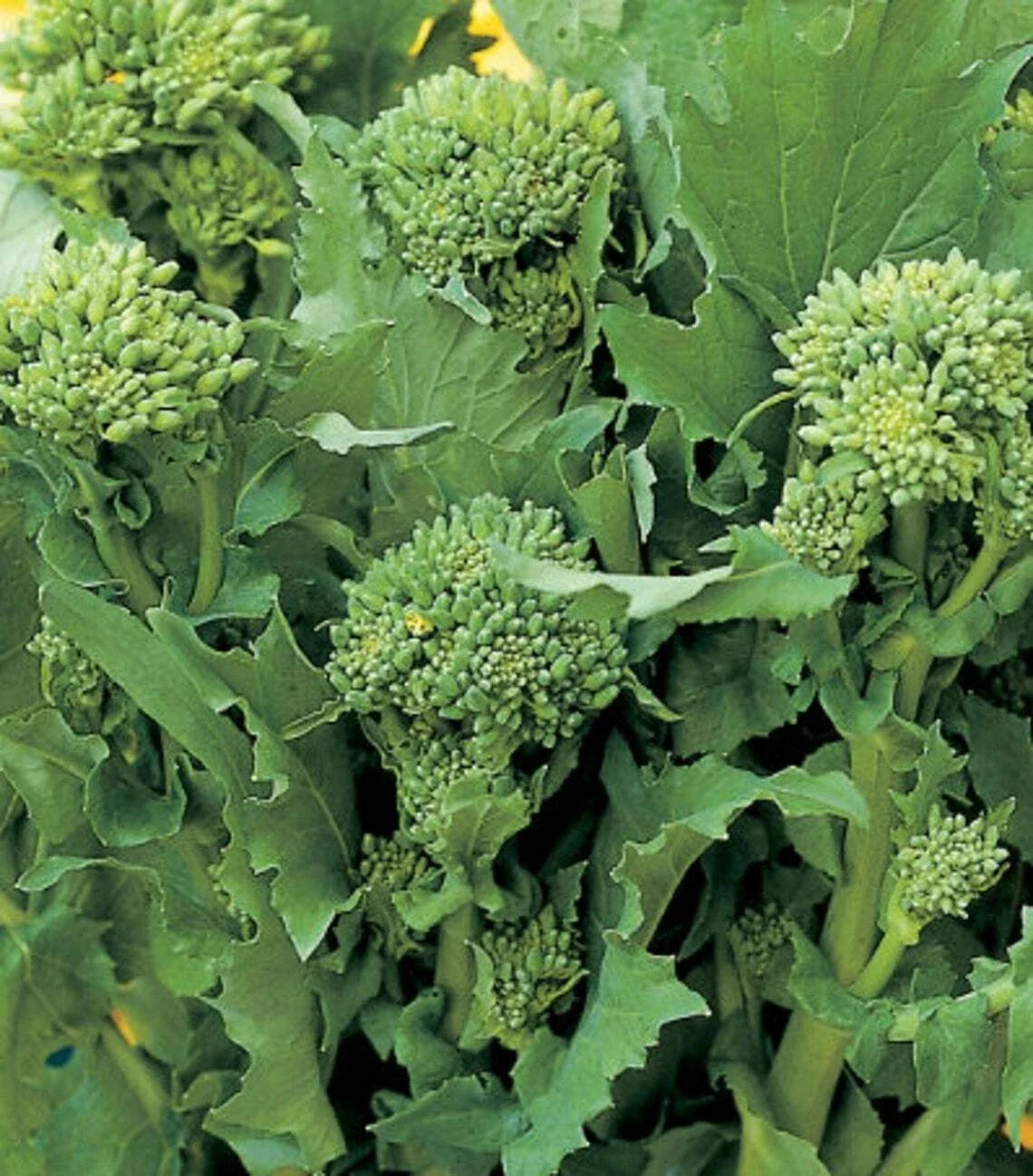 Broccoli Raab Seeds | Heirloom Non-GMO Rapini | Vegetable Seeds | Brassica rapa var. ruvo | 100-5000 Seeds