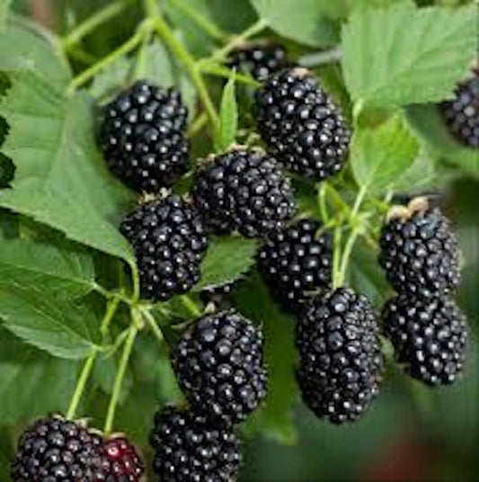 10 Bare Root Blackberry Plants Sweetie Pie Non-GMO Rubus spp. Fruit Starter for Home Garden
