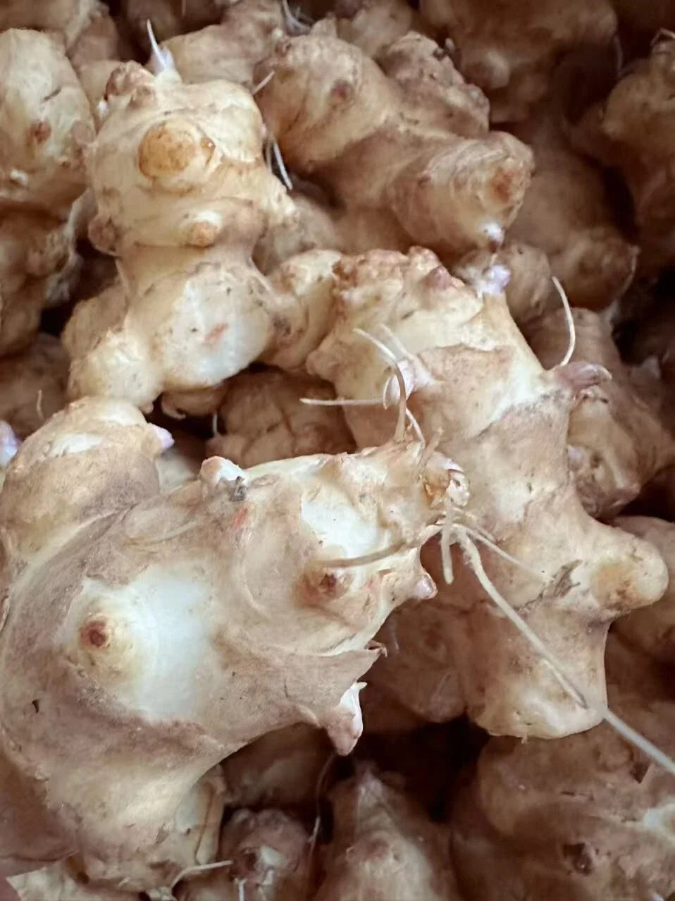 Sunchoke Tubers for Planting, Organic Jerusalem Artichoke, Helianthus tuberosus, Non-GMO Edible Perennial Vegetable