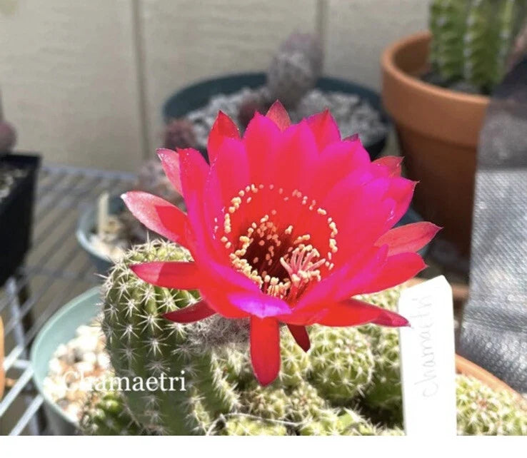 Echinopsis Cactus Succulent Pups - CHAMAETRI European Hybrid - Rooted for Indoor/Outdoor Gardening - Echinopsis chamaecereus