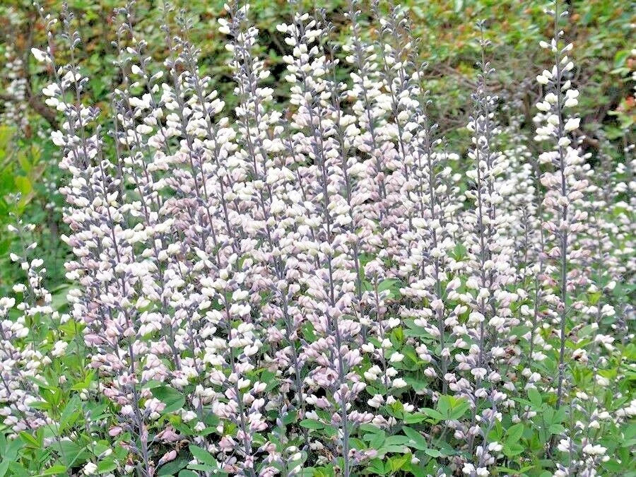 White Wild False Indigo Seeds - 50+ Perennial Native Wildflower - Baptisia alba - Nitrogen-Fixing Garden Plant