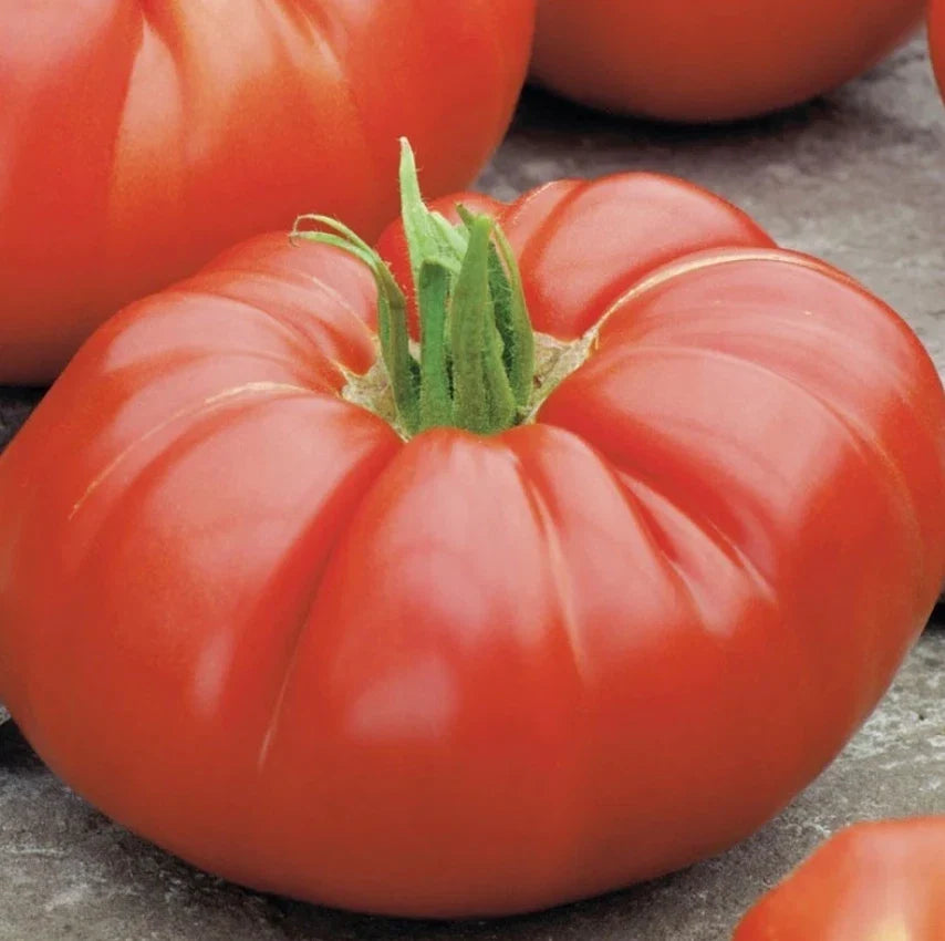 Heirloom Beefsteak Tomato Seeds - 100 Count - Determinate Bush Variety - Non-GMO - Solanum lycopersicum - Perfect for Slicing