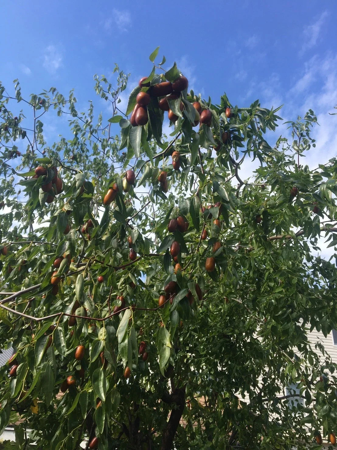 Tigertooth Jujube Tree Cuttings - 5 Pack, 6-8" Hardened Twigs, Ziziphus jujuba 'Tigertooth', Ideal for Grafting and Propagation