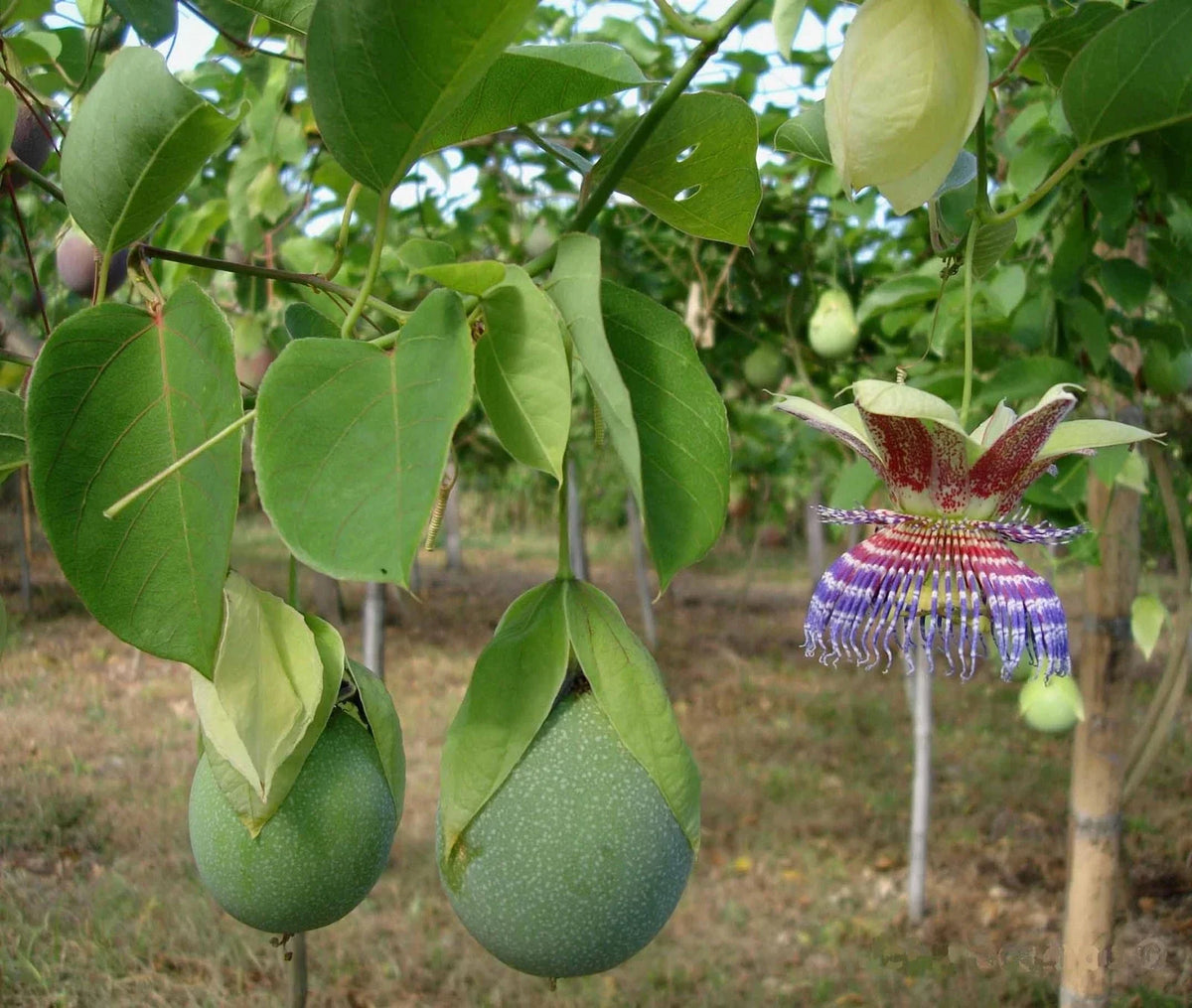 Sweet Calabash Seeds (30 Seeds) - Passiflora maliformis - Tropical Fruit Seeds for Planting, Climbing Vine for Gardens