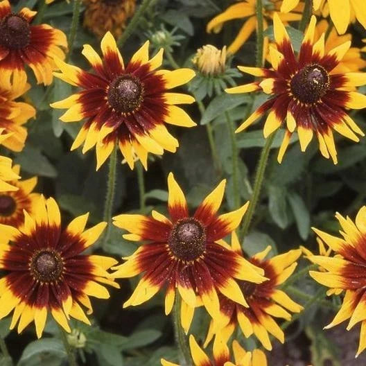 Black Eyed Susan Seeds - 200 Count - AUTUMN FOREST Double Blooms - Rudbeckia hirta - Non-GMO Wildflower Garden Plants