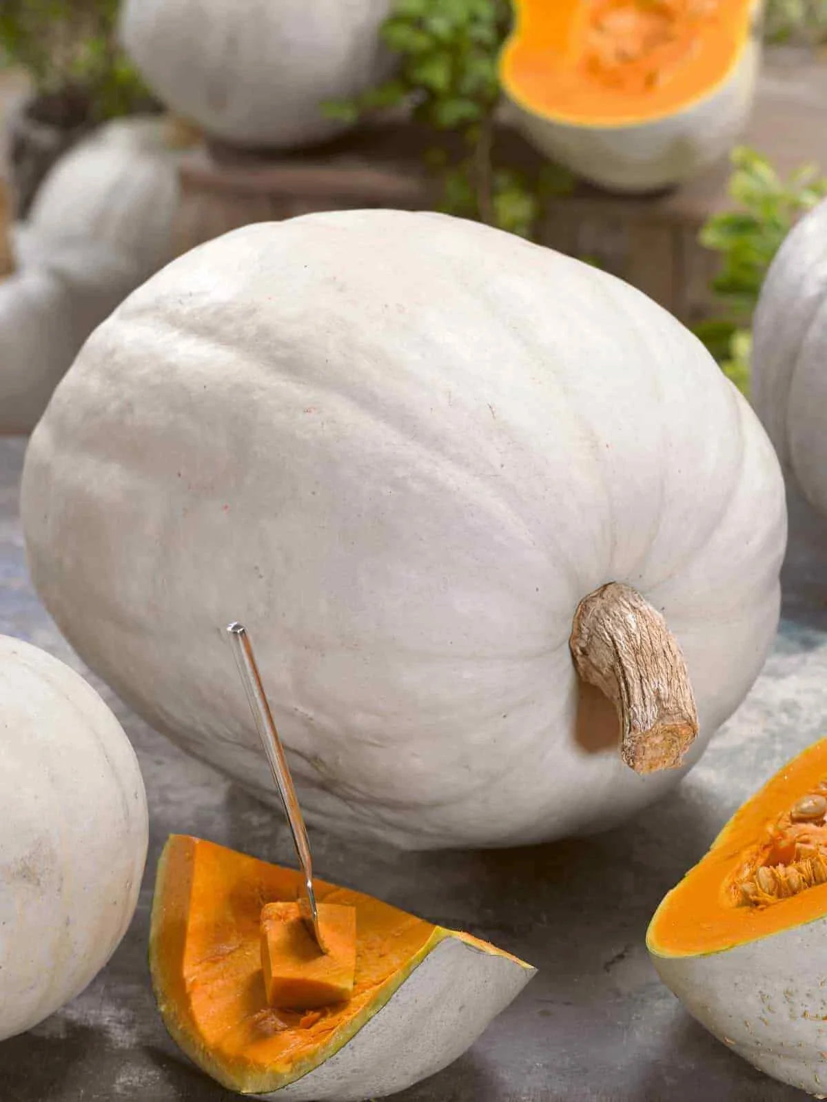 Super Moon Pumpkin Seeds - 20 Pack - Heirloom Variety - Cucurbita pepo - Non-GMO for Fall Decor and Baking