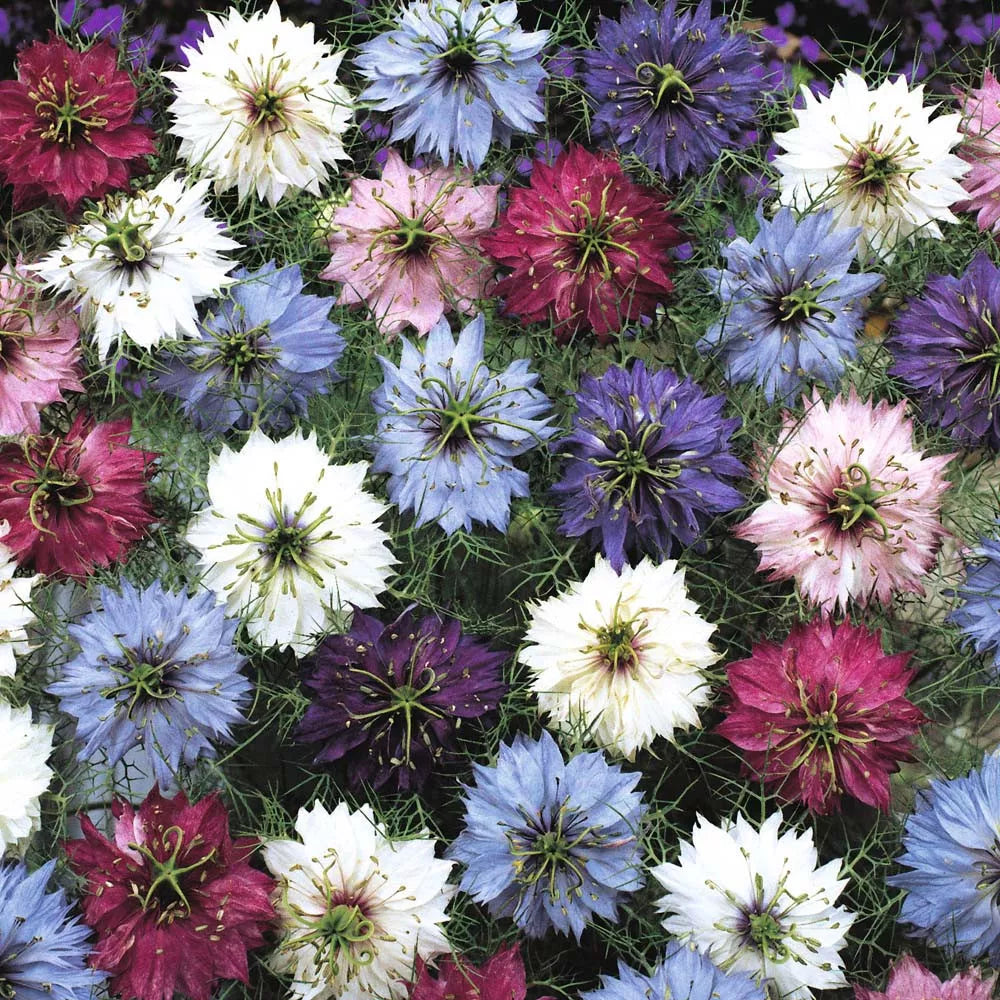 Love in a Mist Seeds - 475 Count Mix - Nigella damascena - Colorful Annual Flower Seeds for Vibrant Gardens - USA GroCo