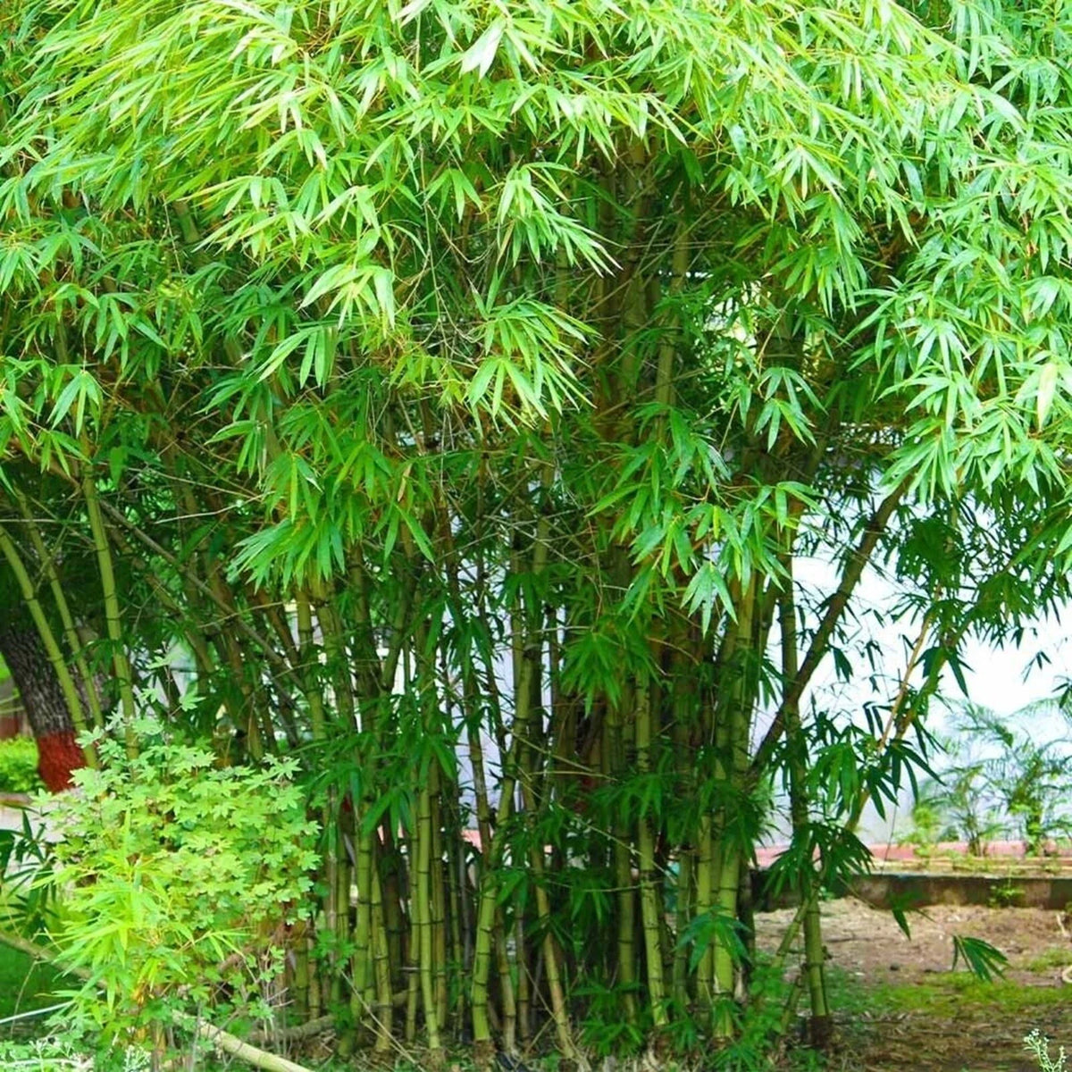 Graceful Bamboo Seeds - 100 Perennial Ornamental Seeds for Privacy - Bambusa textilis - US Seller