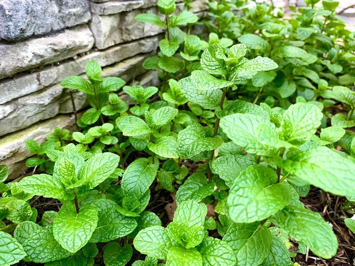 Mint Bare Root Plants - 10 Pack - Aromatic Culinary Herb - Mentha spp. - USA Grown - Easy to Grow and Maintain